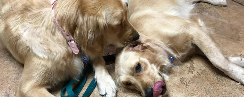 Stonebriar Dog Day Care