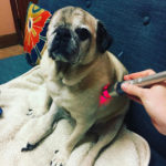 Pet Laser Therapy at Stonebriar Veterinary Centre