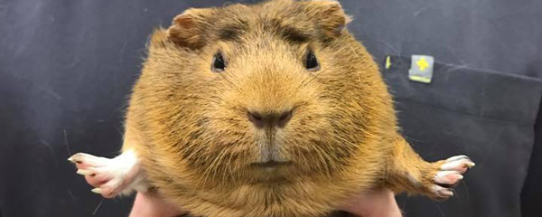Pocket Pet veterinary care - hamster