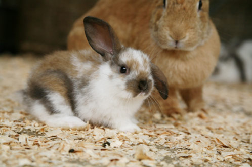 Pocket Pets and Rabbits Service