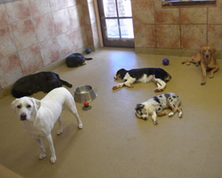 Dog Daycare in Frisco Texas