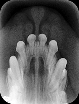Veterinary Dental X Ray