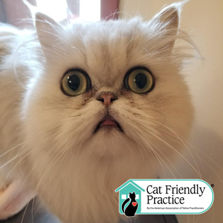 Cat Friendly Practice - frisco texas