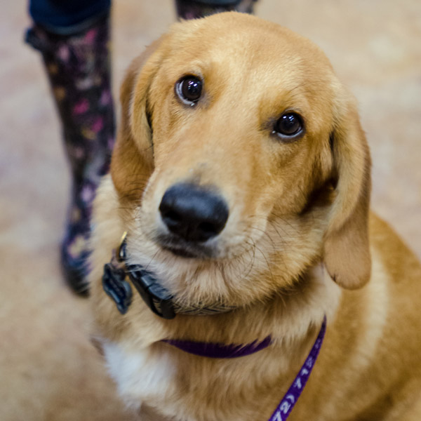 Buddy - Stonebriar Open House