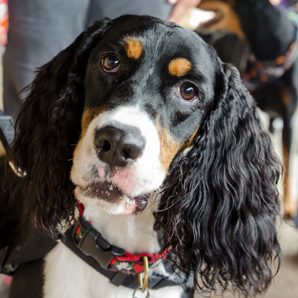 Jefferson at Stonebriar Vet Centre