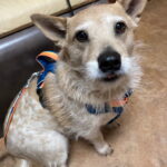 Dog with colorful harness waits patiently in a private room.