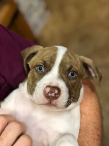 Vet staff gently cradling a cute blue eyed dog.