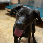 A curious and friendly black dog enjoying the facility.